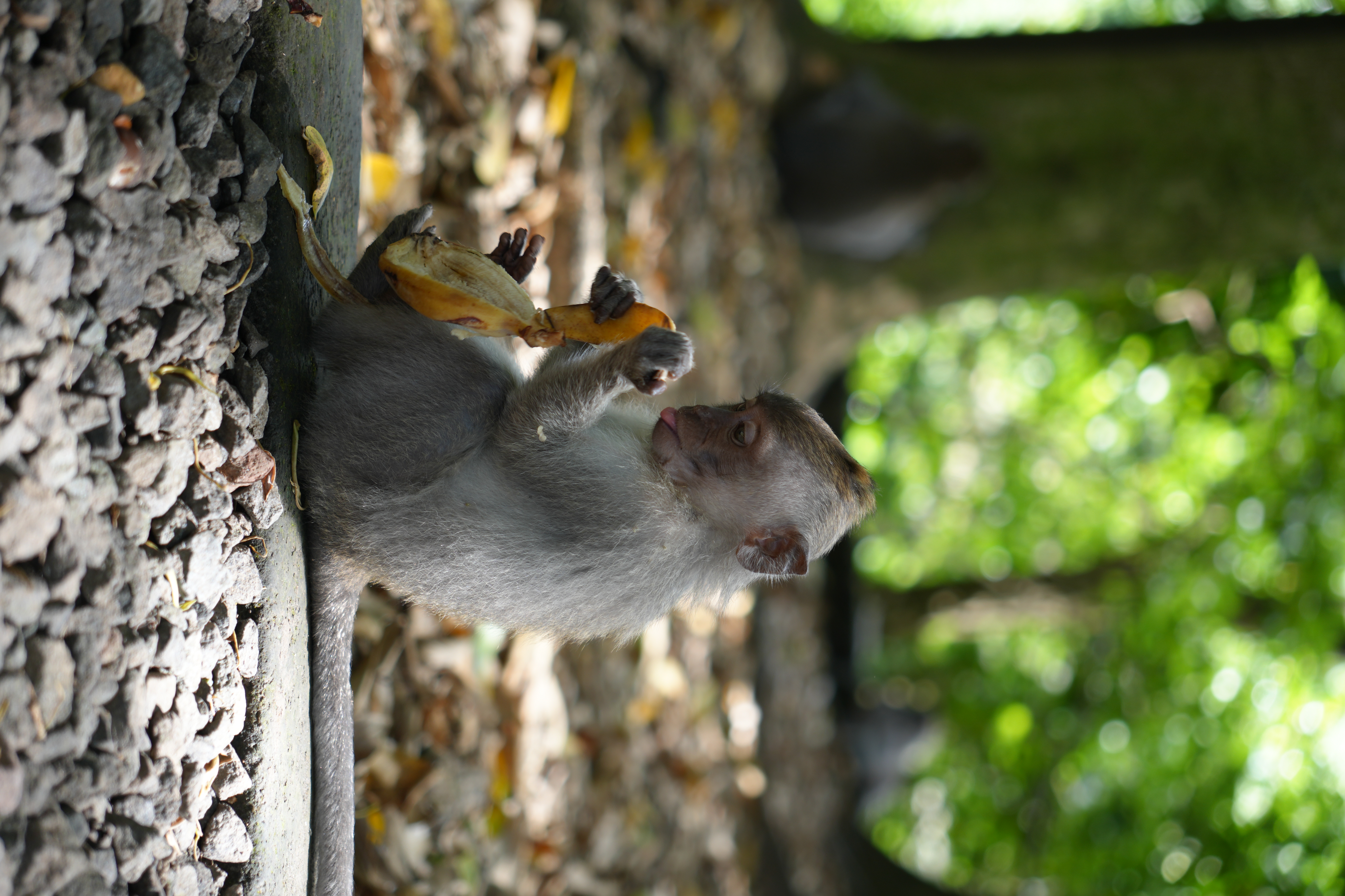 Monkey