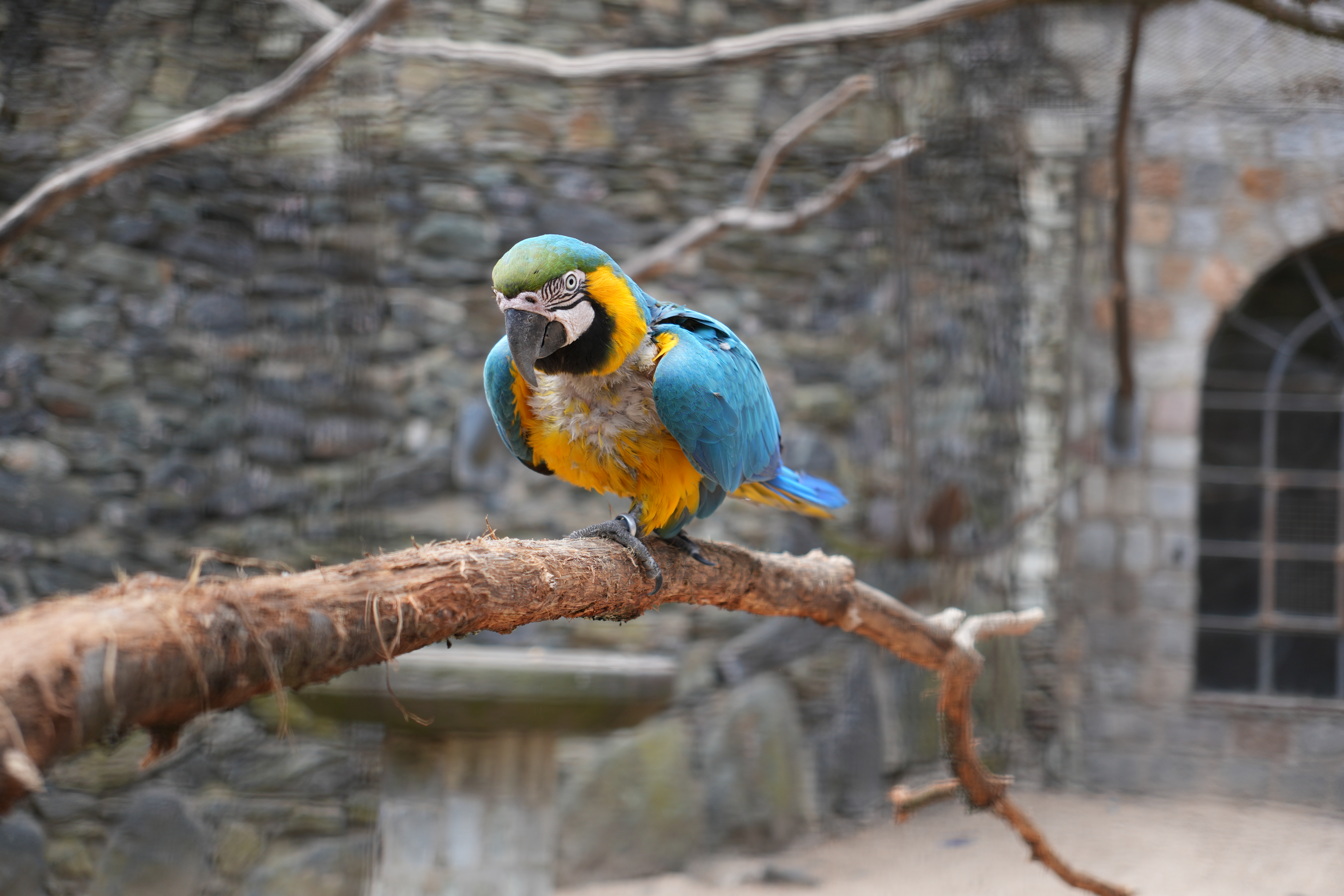 Parrot