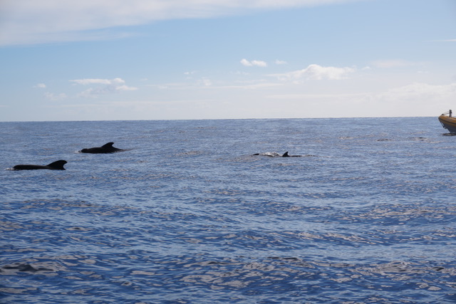 Dolphins, Madeira